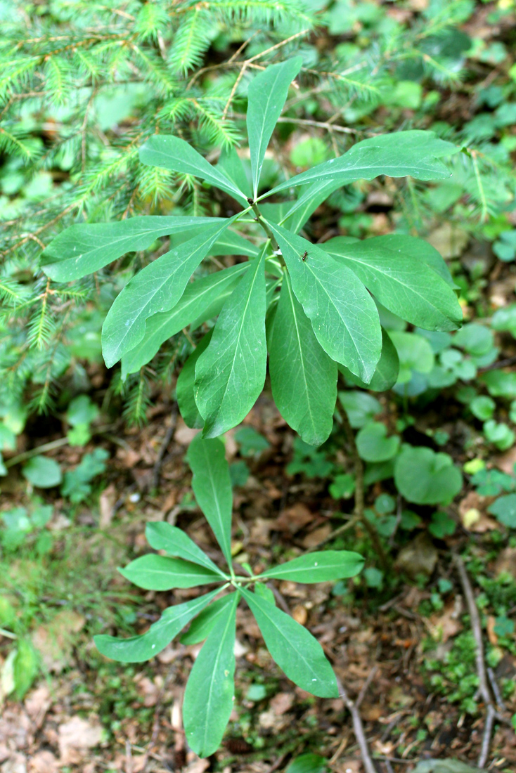 Изображение особи Daphne mezereum.