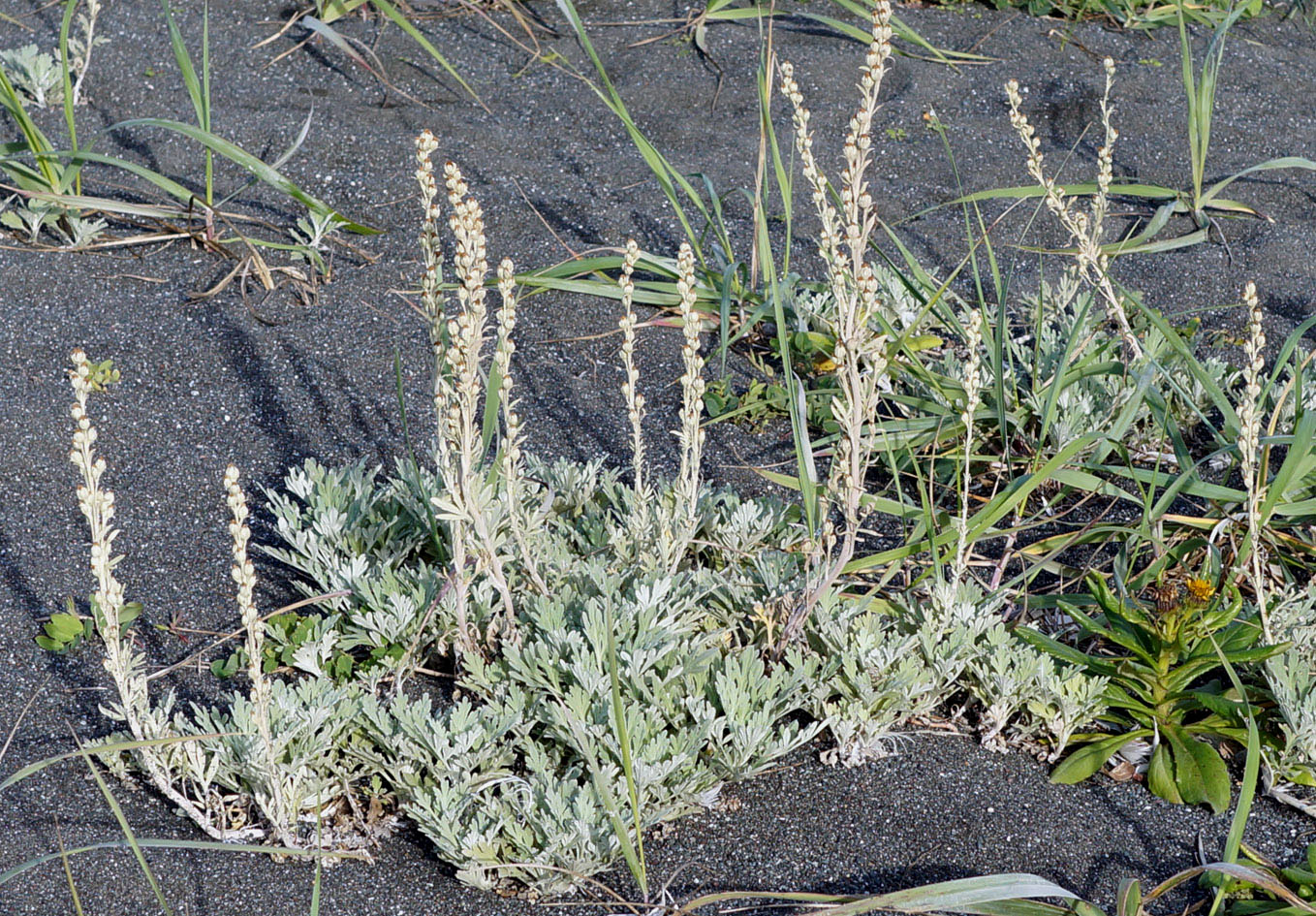 Изображение особи Artemisia stelleriana.