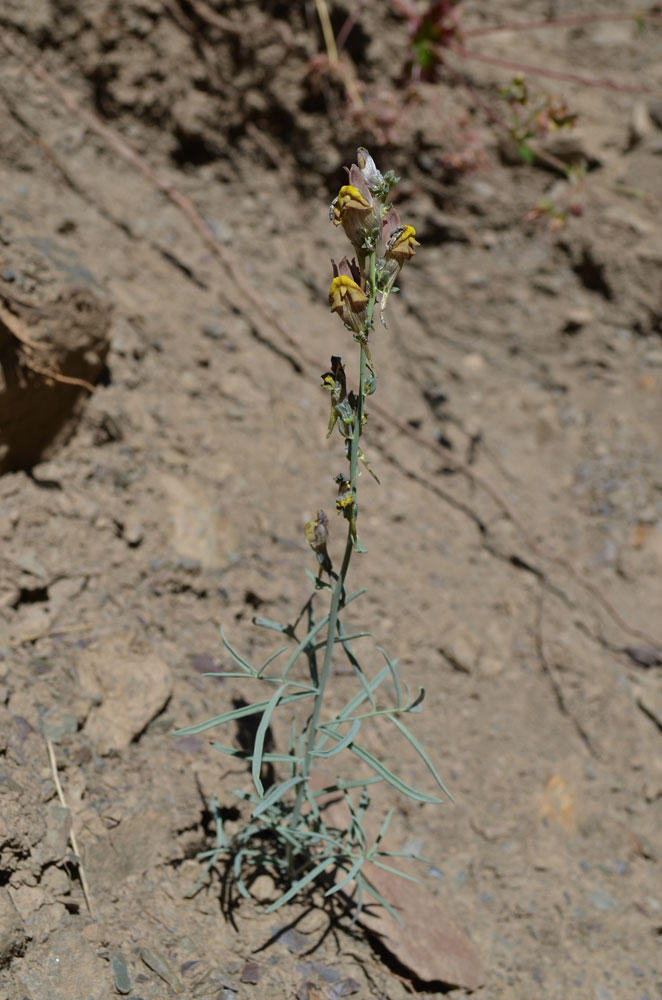 Изображение особи Linaria popovii.