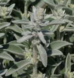Stachys byzantina
