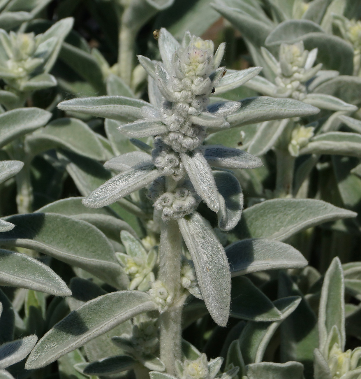 Image of Stachys byzantina specimen.