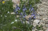 Veronica gentianoides