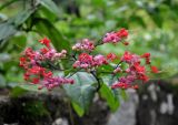 Clerodendrum &times; speciosum