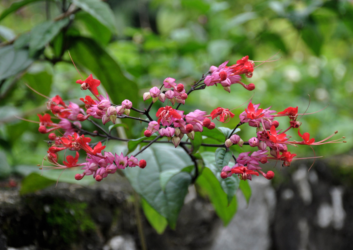 Изображение особи Clerodendrum &times; speciosum.