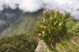 Elleanthus strobilifer