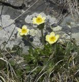 Anemonastrum speciosum. Цветущее растение. Кабардино-Балкария, Эльбрусский р-н, склон горы Чегет, субальпийский луг. 09.06.2009.