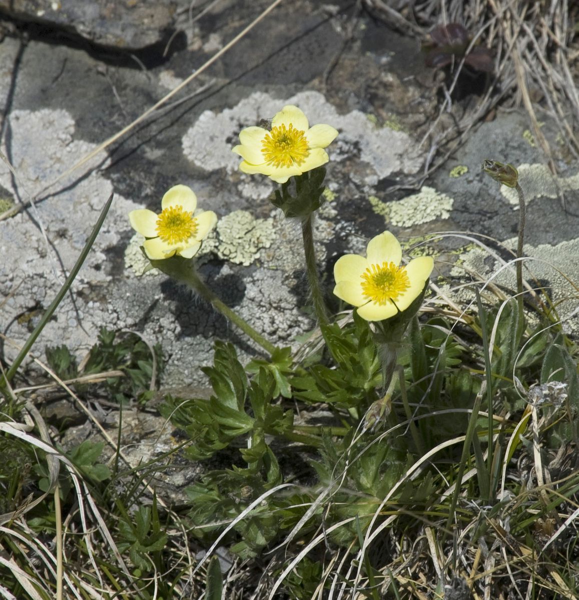 Изображение особи Anemonastrum speciosum.