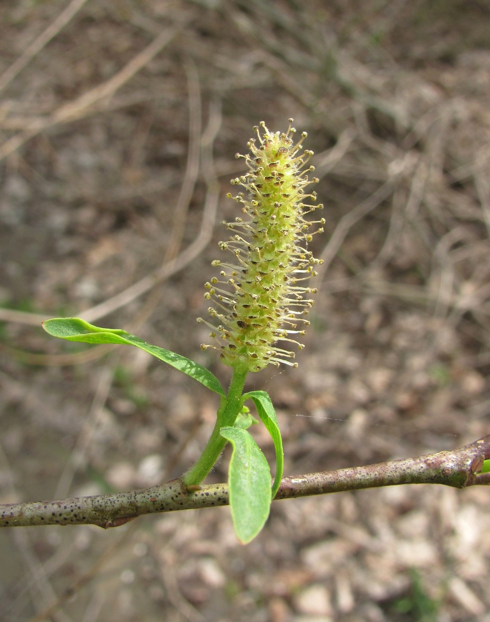 Изображение особи Salix elbursensis.