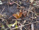 Erythronium caucasicum