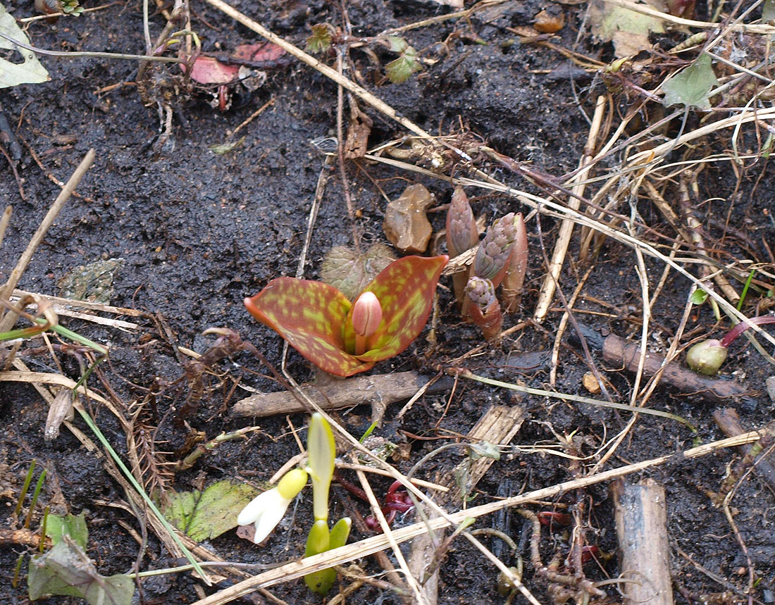 Изображение особи Erythronium caucasicum.