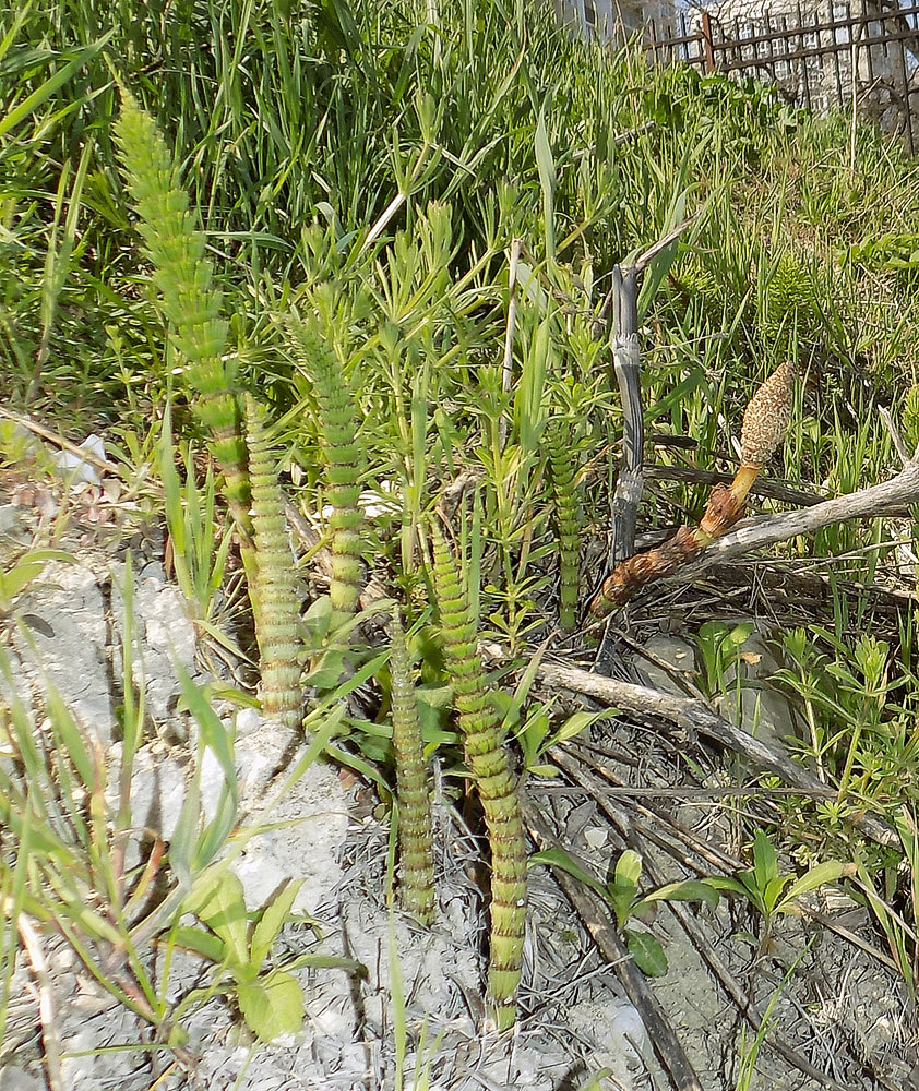 Изображение особи Equisetum telmateia.