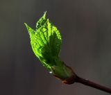 Hydrangea petiolaris