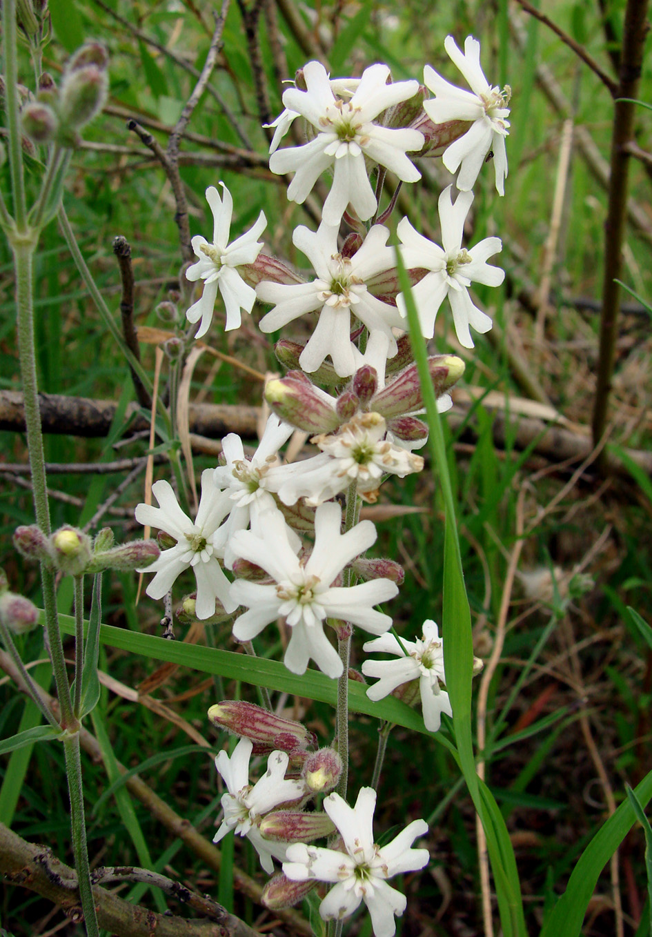 Image of Silene amoena specimen.