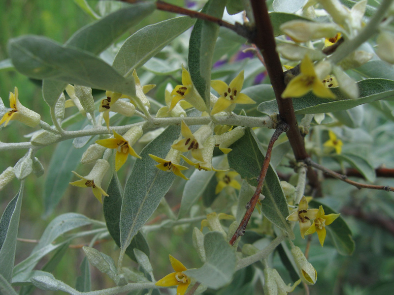 Изображение особи Elaeagnus angustifolia.