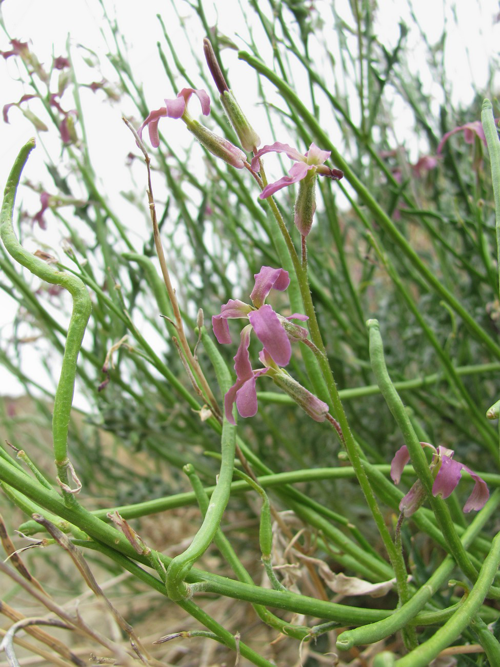 Image of Matthiola caspica specimen.