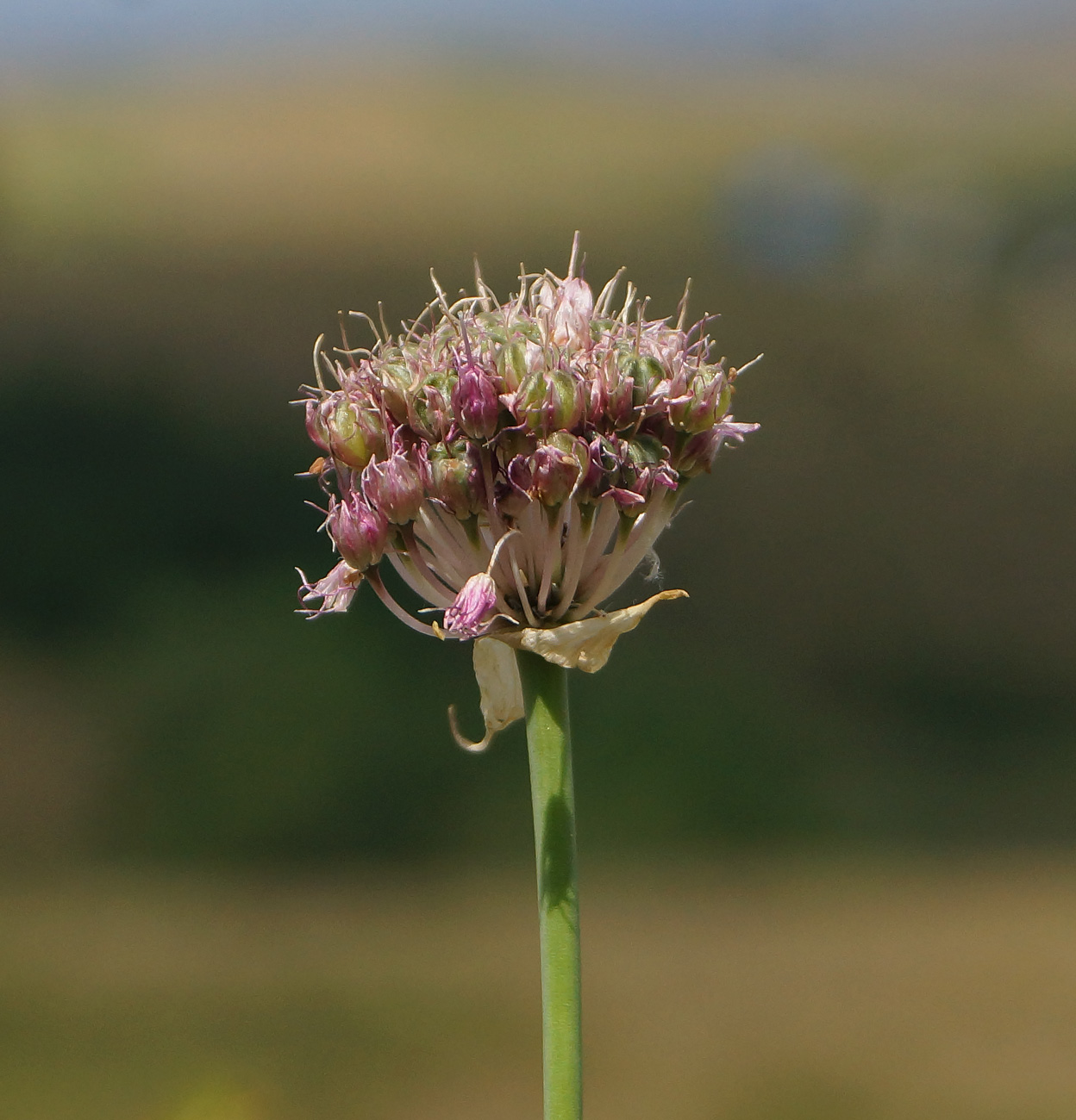 Изображение особи Allium montanostepposum.