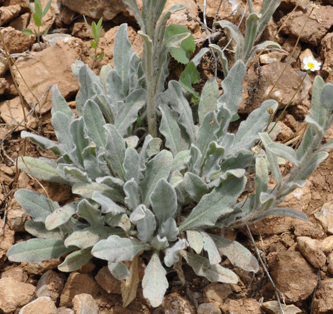 Image of Fibigia clypeata specimen.