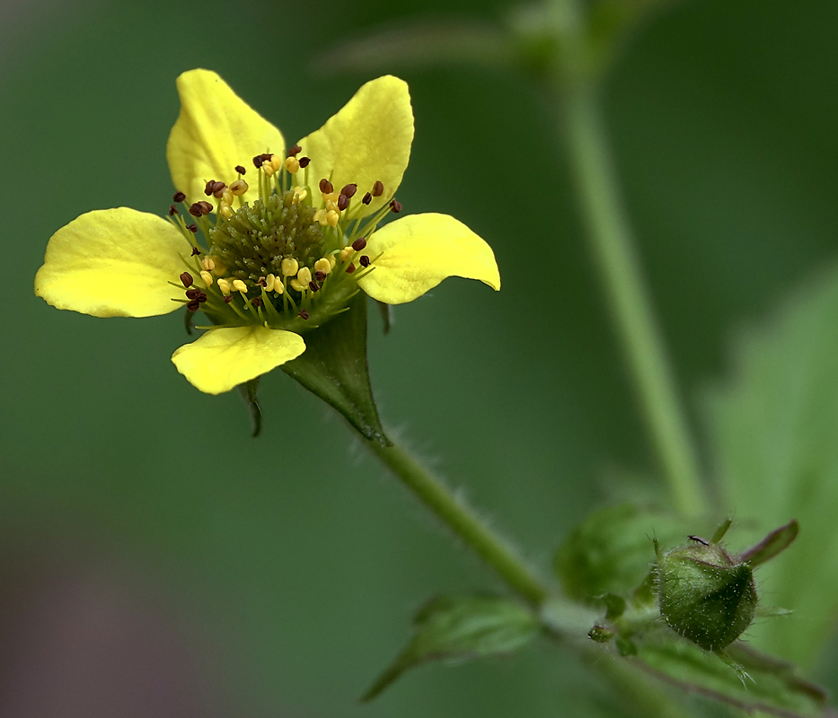 Изображение особи Geum urbanum.