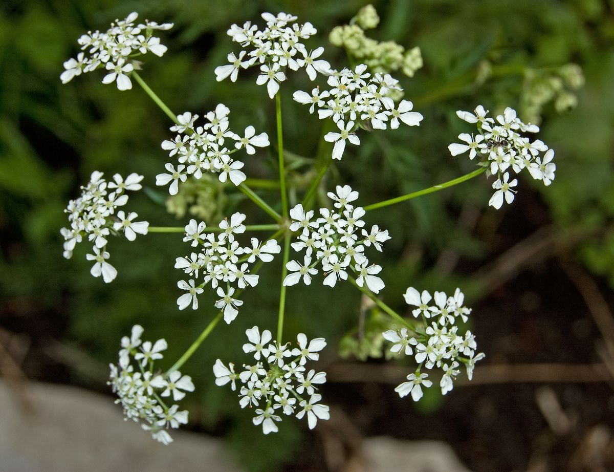 Изображение особи Anthriscus sylvestris.