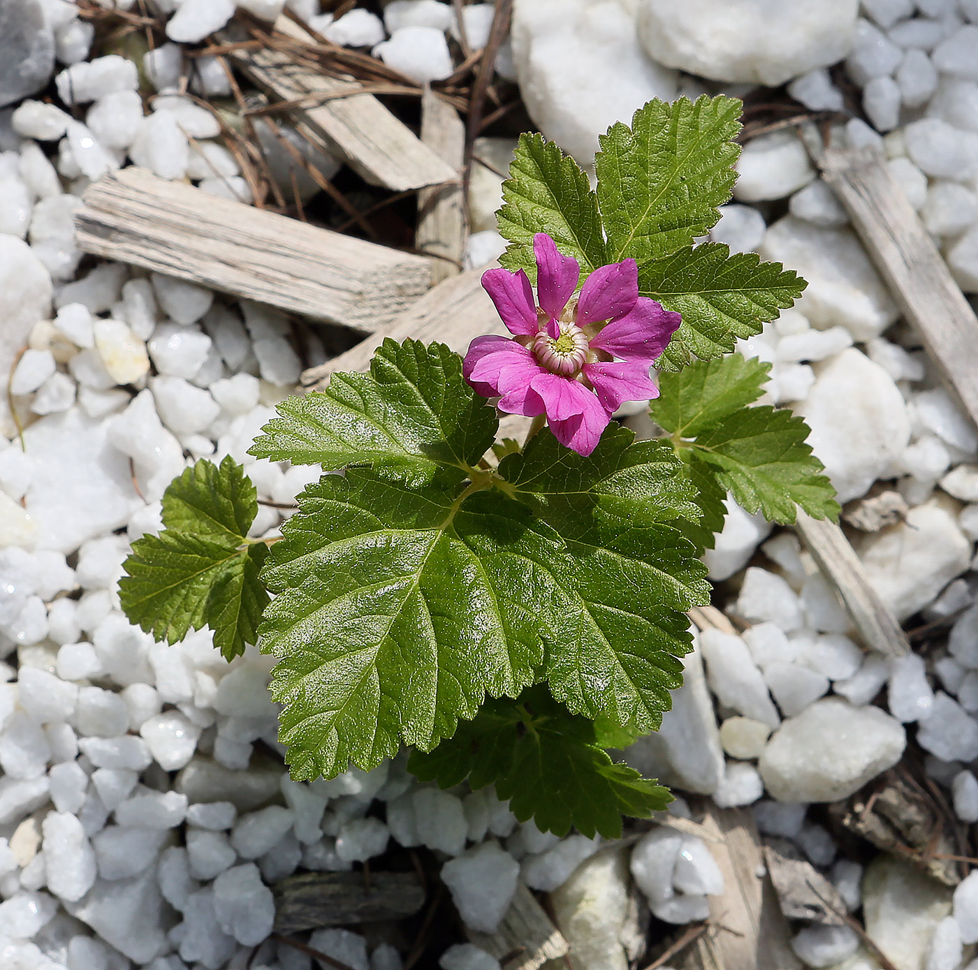 Изображение особи Rubus arcticus.