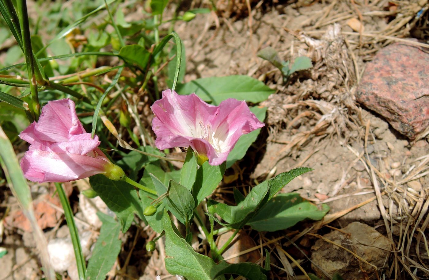 Изображение особи Convolvulus arvensis.