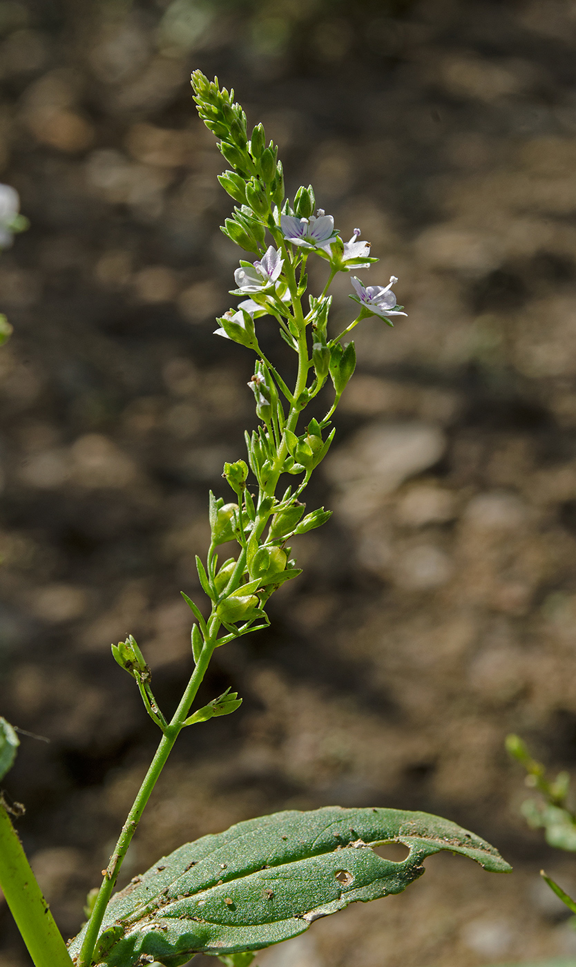 Image of Veronica anagallis-aquatica specimen.