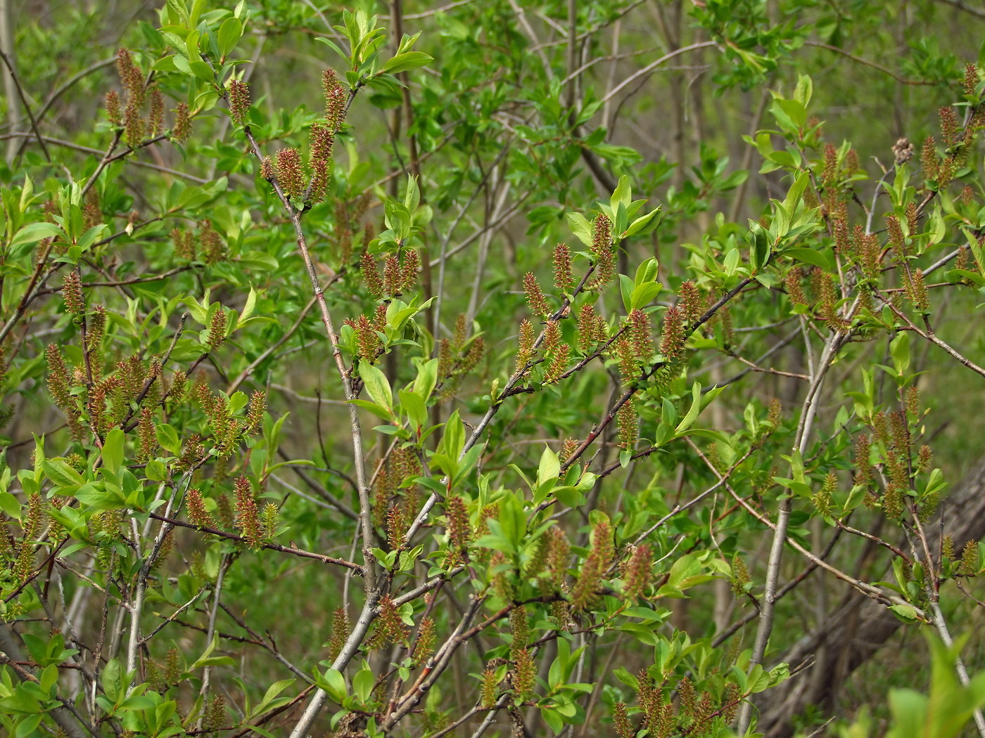 Изображение особи Salix hastata.