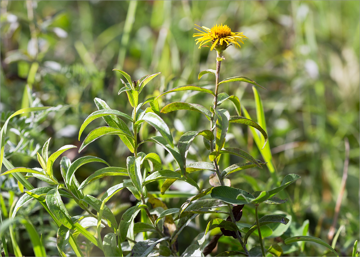 Image of Inula salicina specimen.