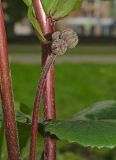 Ligularia dentata