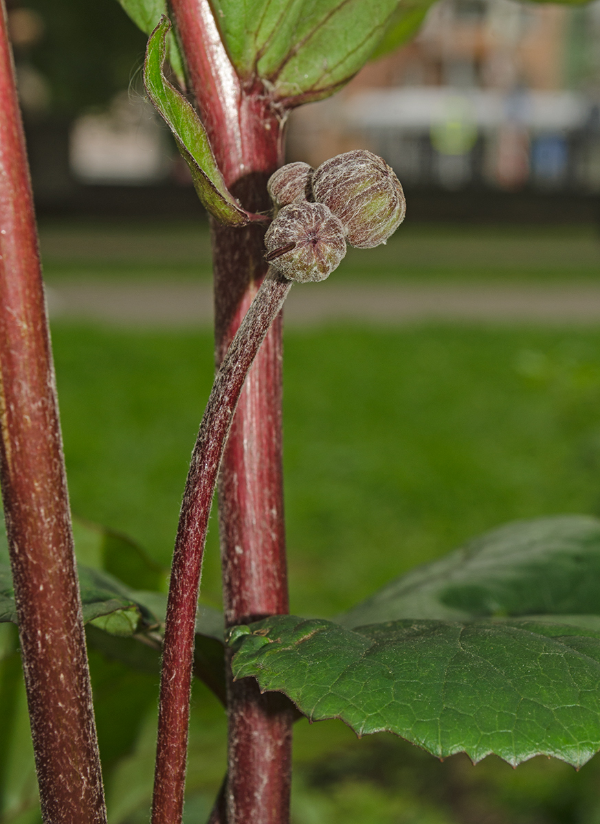 Изображение особи Ligularia dentata.