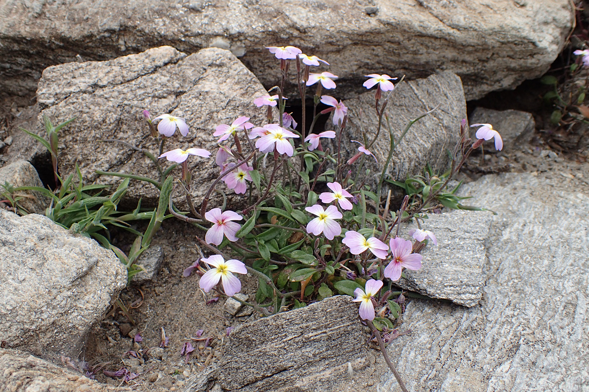 Image of Malcolmia flexuosa specimen.