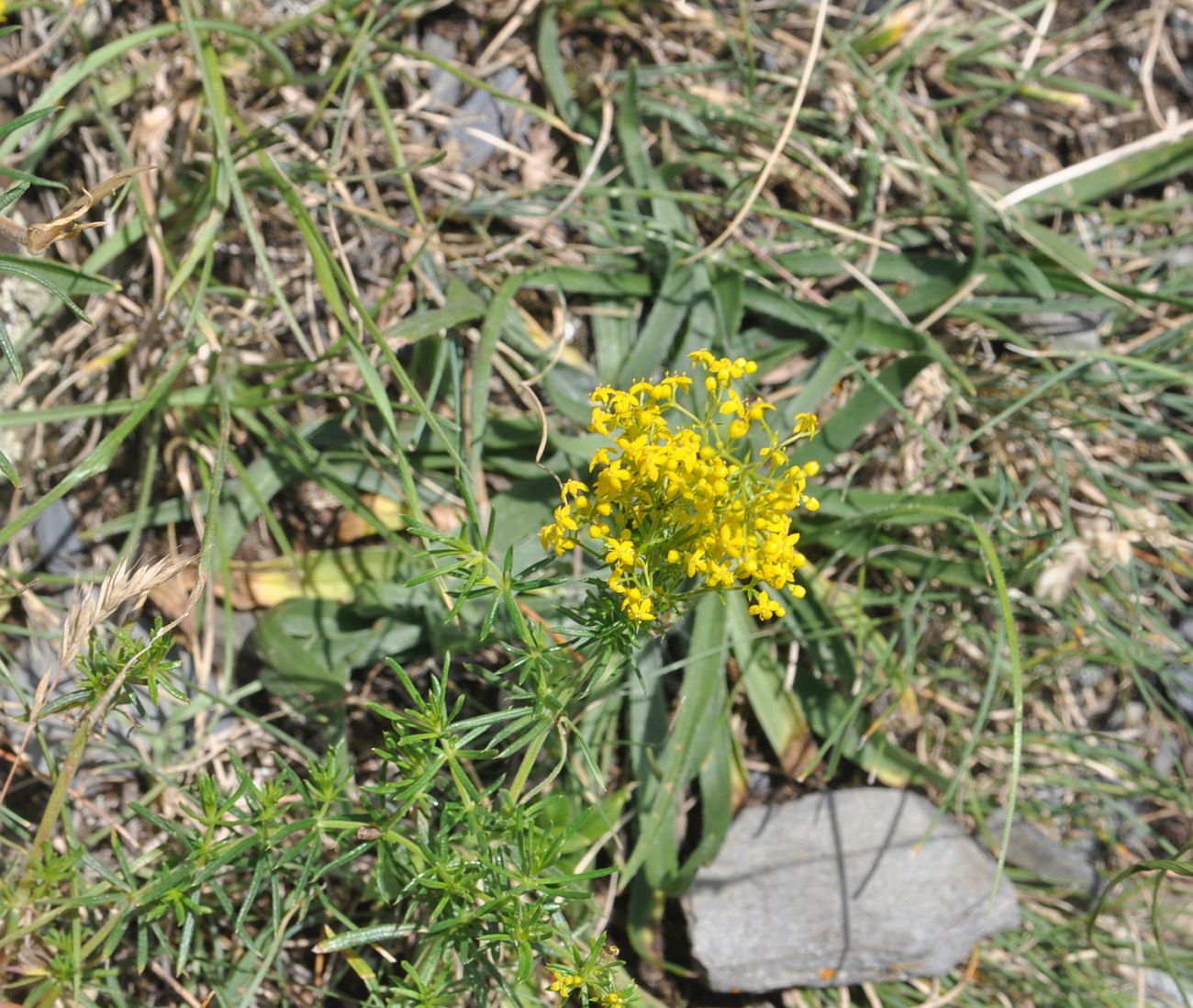 Изображение особи Galium verum.