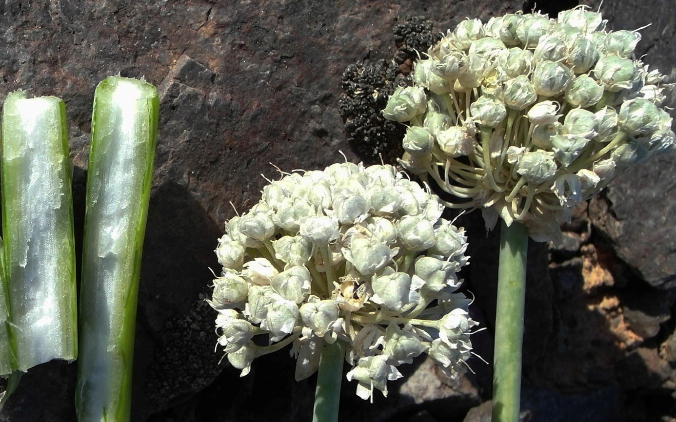 Image of Allium galanthum specimen.
