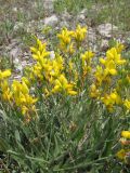 Genista taurica