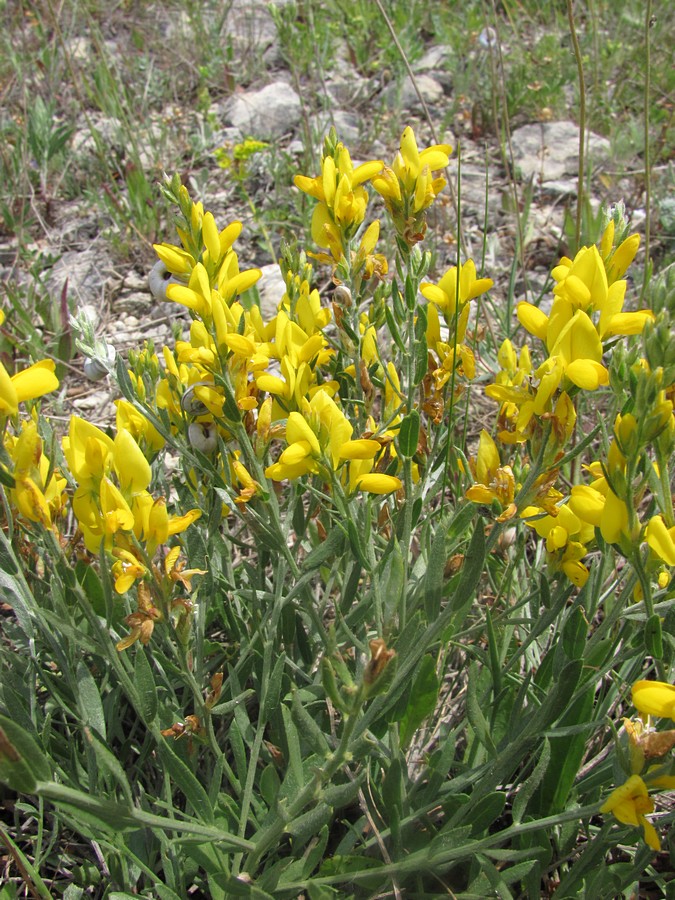 Image of Genista taurica specimen.