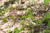 Tilia cordata