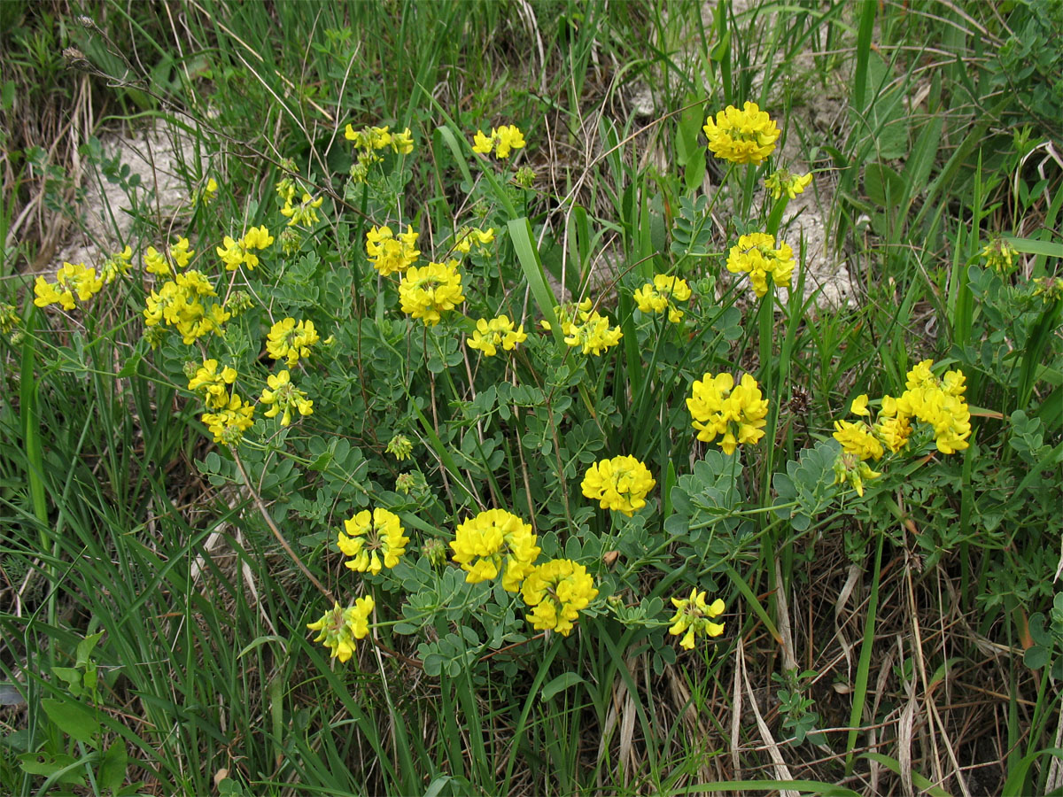 Image of Coronilla coronata specimen.