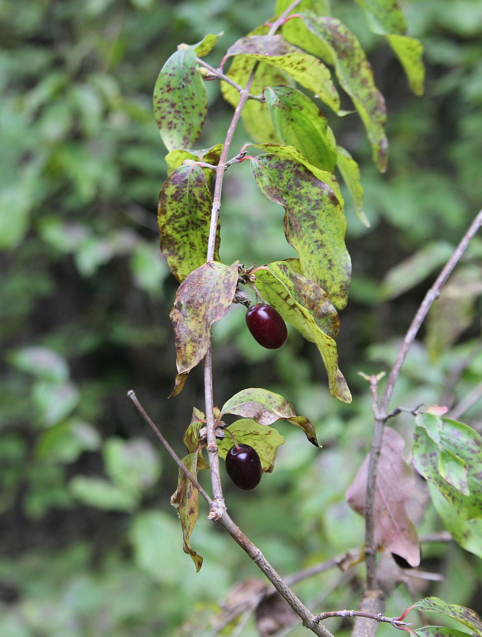 Image of Cornus mas specimen.