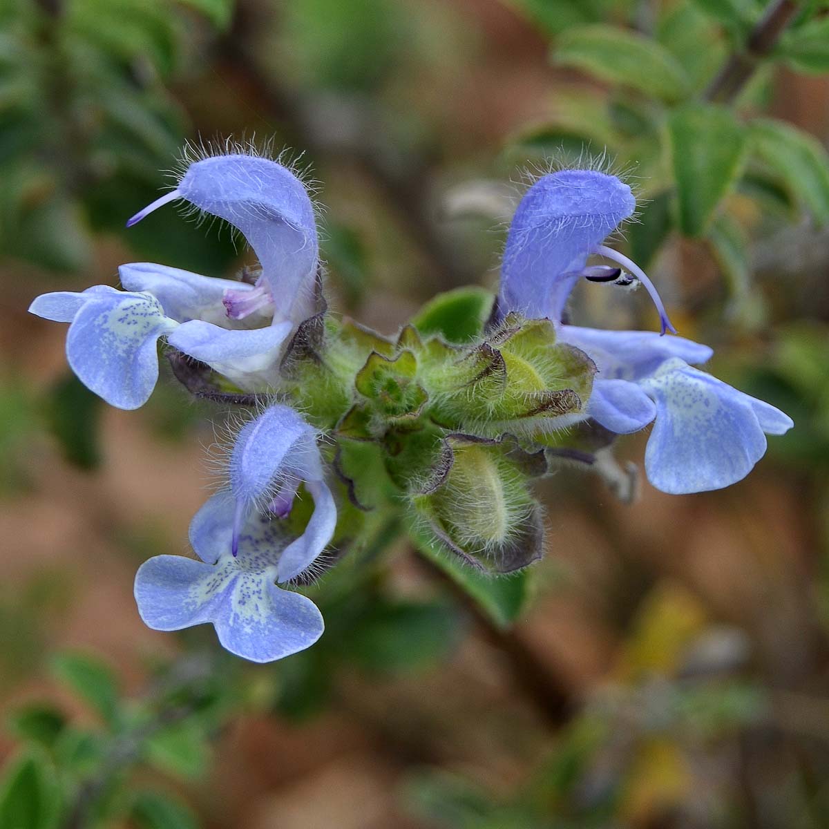 Image of Salvia africana specimen.