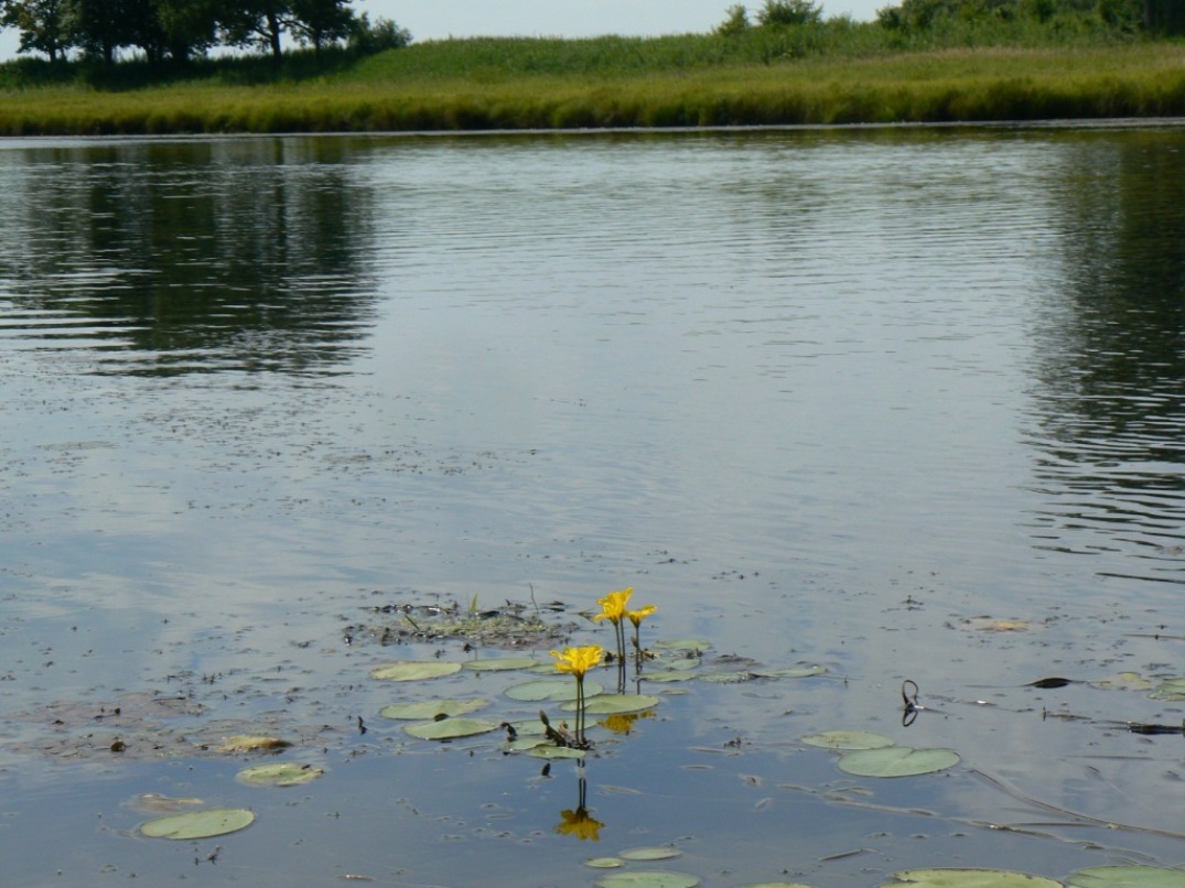 Image of Nymphoides peltata specimen.