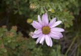 Chrysanthemum sinuatum