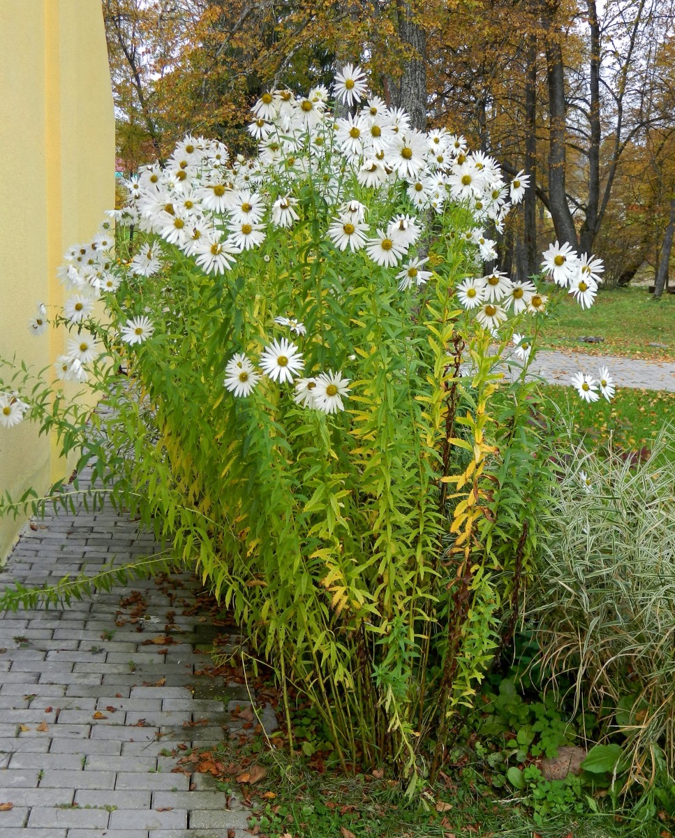 Image of Leucanthemella serotina specimen.