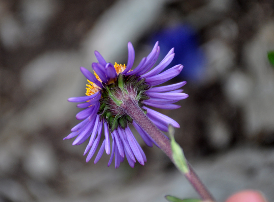 Изображение особи Erigeron flaccidus.