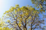 Cercis siliquastrum
