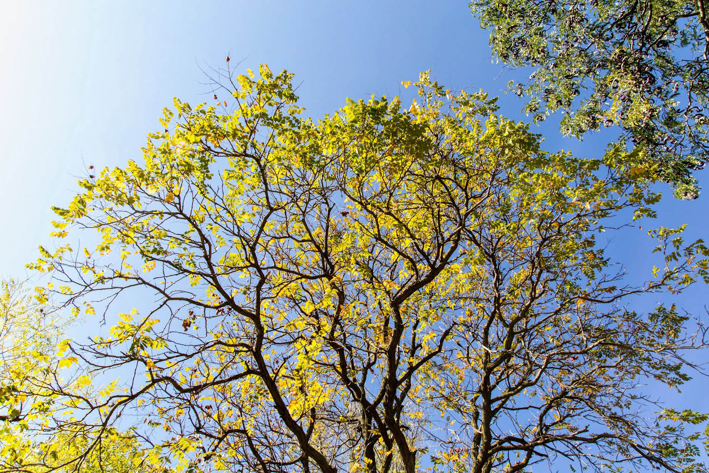 Image of Cercis siliquastrum specimen.