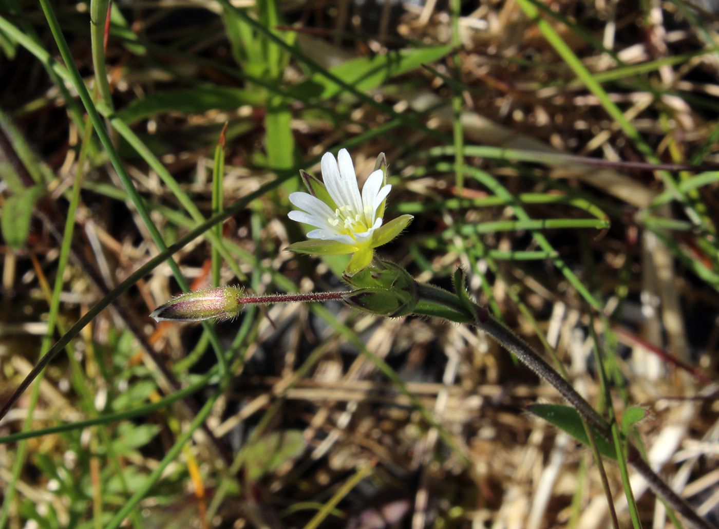 Image of Cerastium scandicum specimen.