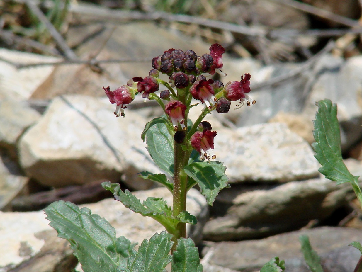 Изображение особи Scrophularia incisa.