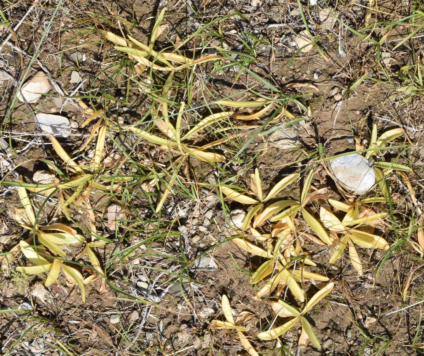 Image of Gentiana olivieri specimen.