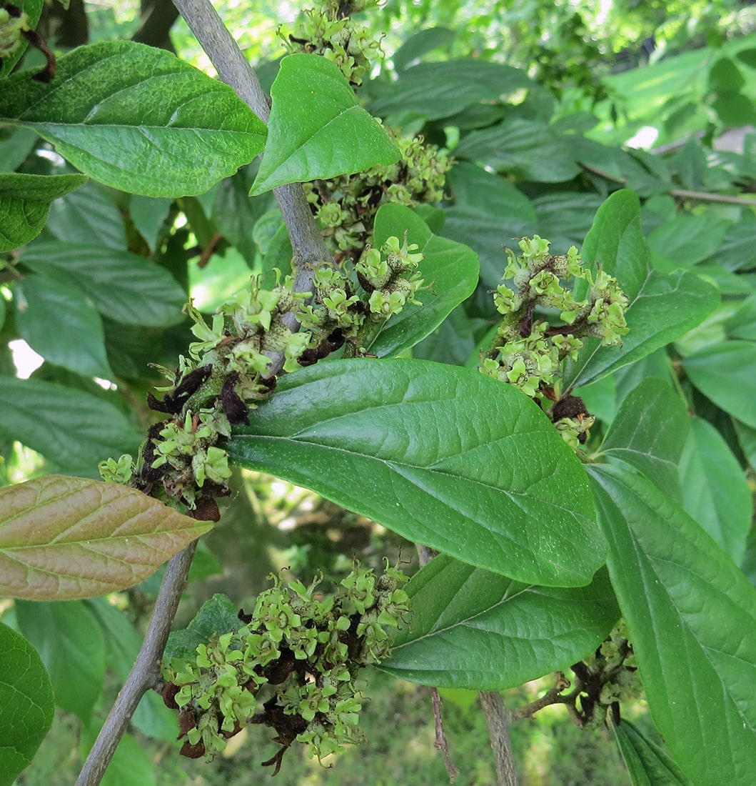 Изображение особи × Sycoparrotia semidecidua.