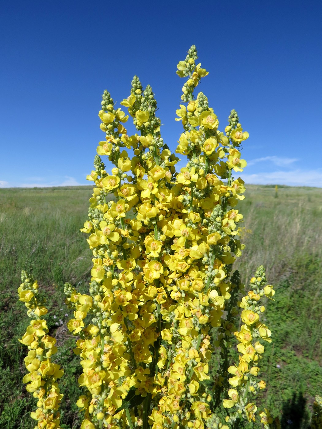 Изображение особи Verbascum lychnitis.